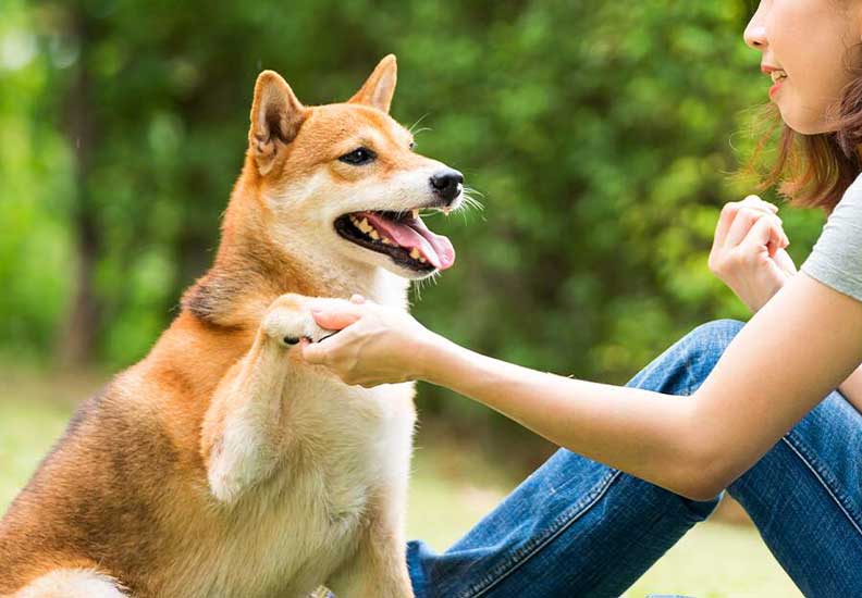 10 نکته ای که باید قبل از خرید سگ بدانید