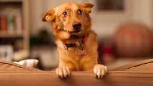 یک سگ در اتفاقی عجیب بچه گربه به دنیا آورد!