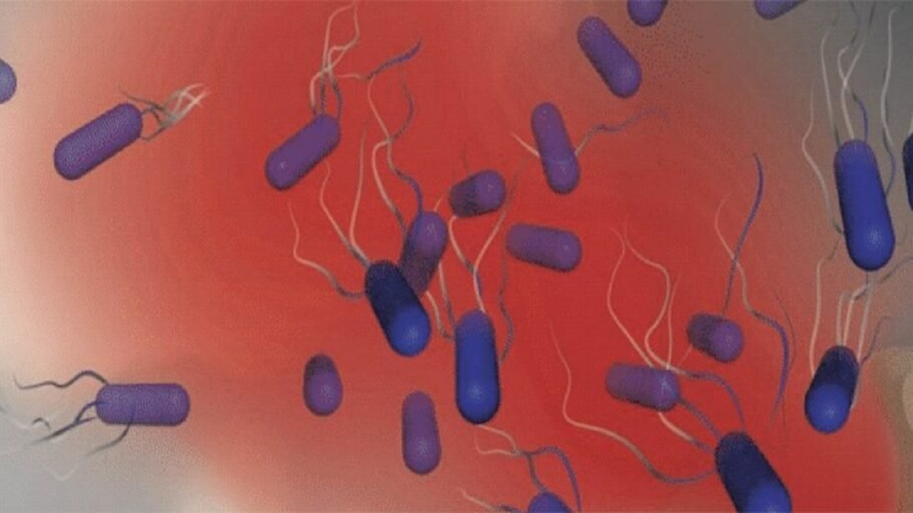 باکتری خون‌آشام کشنده ترین باکتری کشف شده