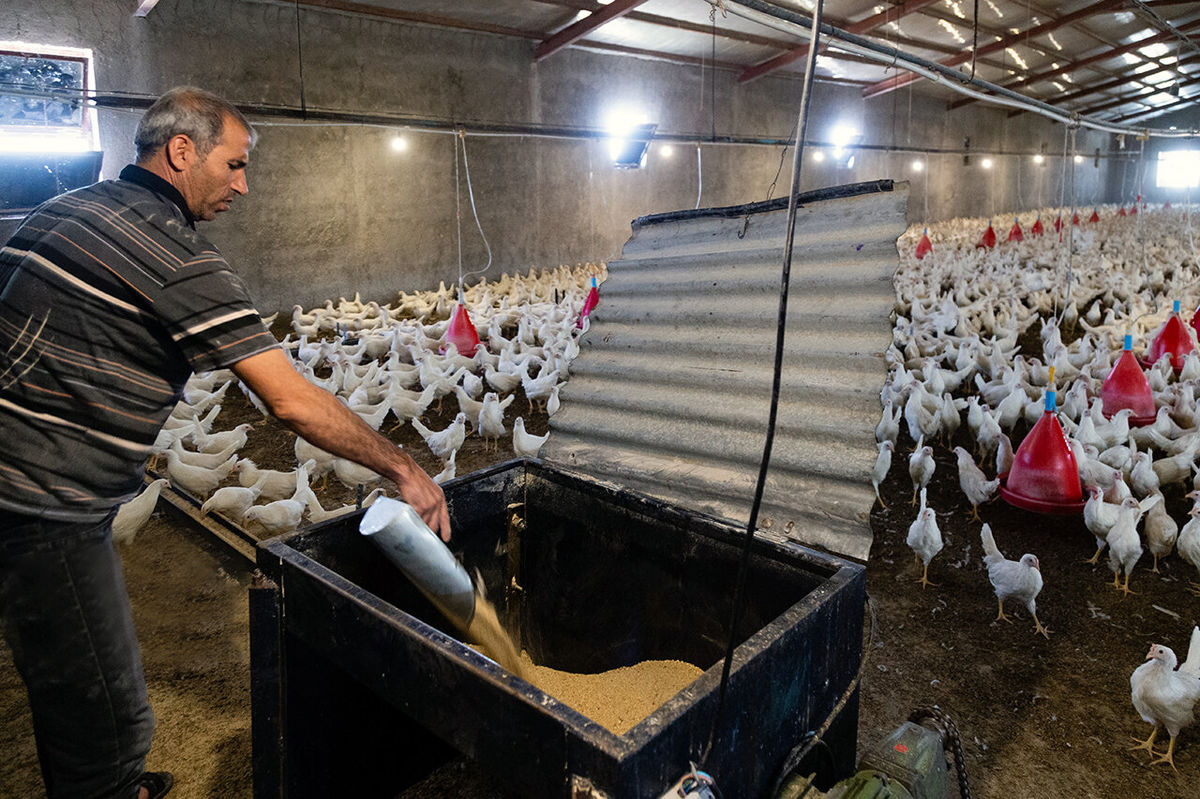 آخرین هشدار جهاد کشاورزی به تولیدکنندگان مرغ