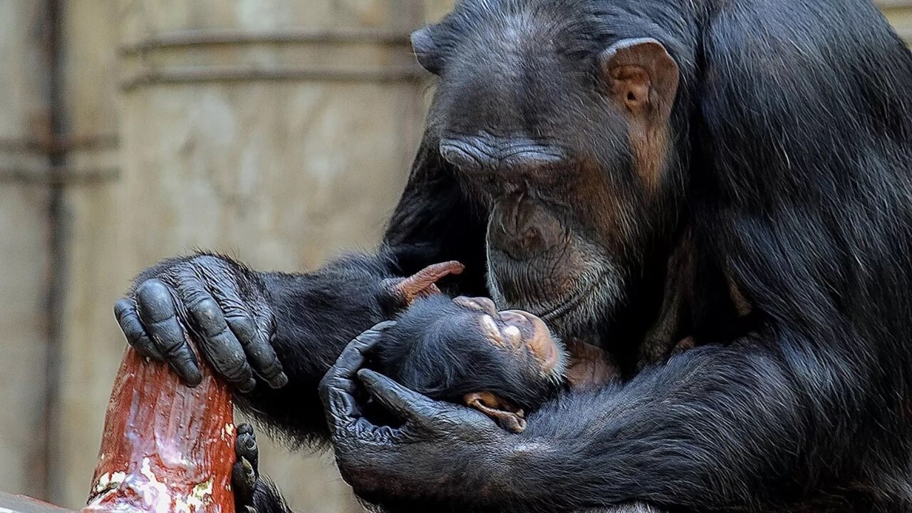 شامپانزه عزادار / عکس