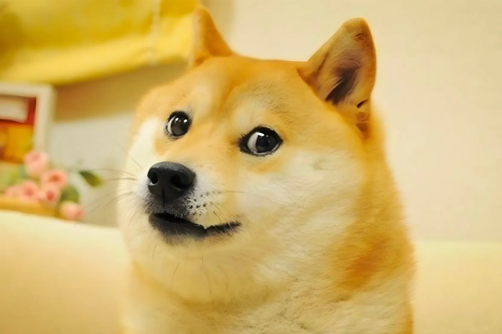 کابوسو سگ معروف فضای مجازی از دنیا رفت