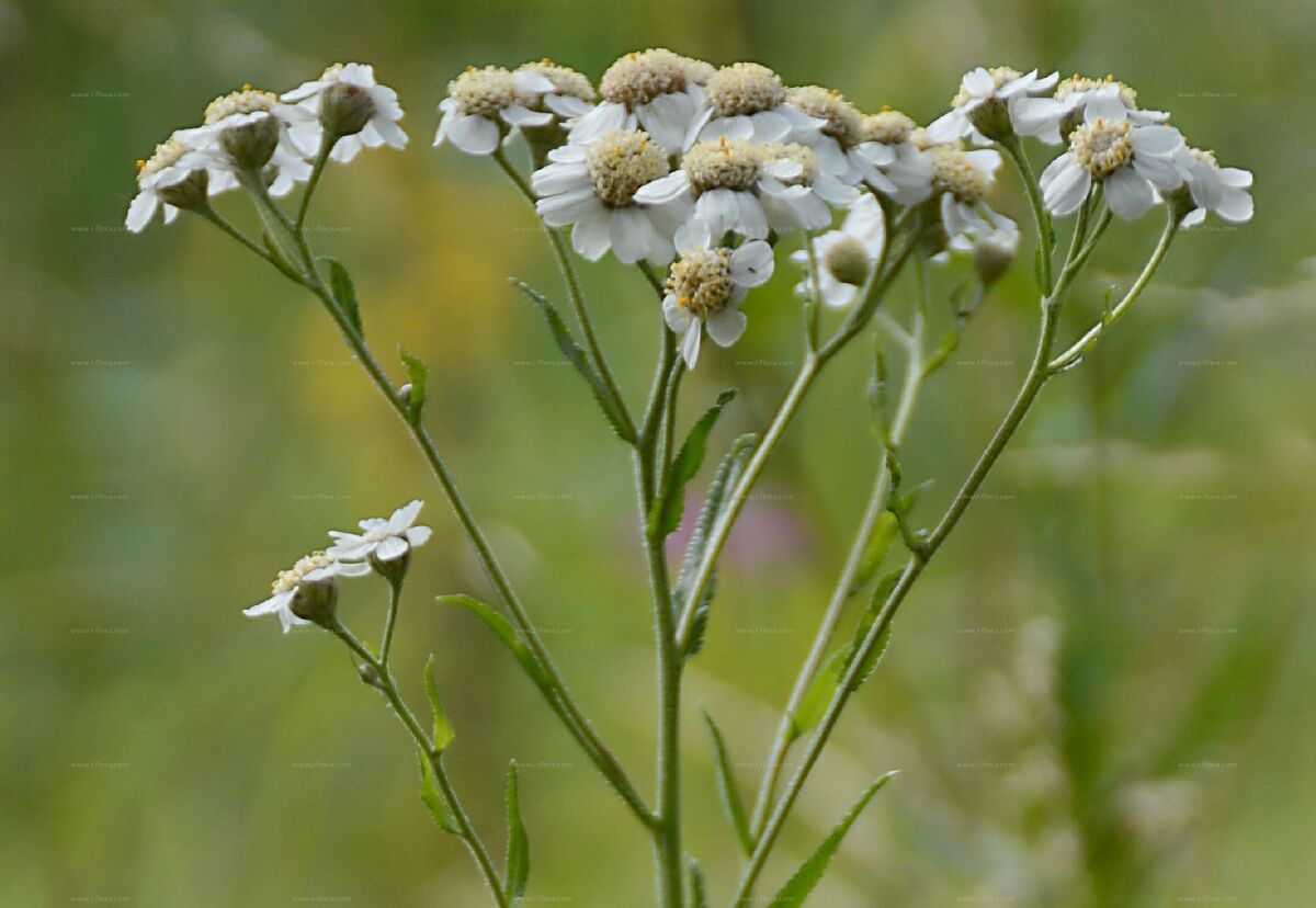 گیاه عطسه