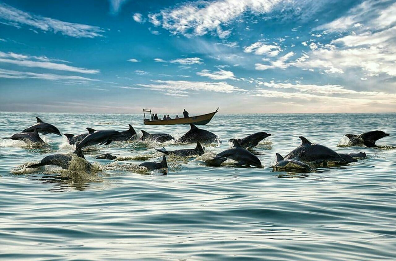دلفین ها