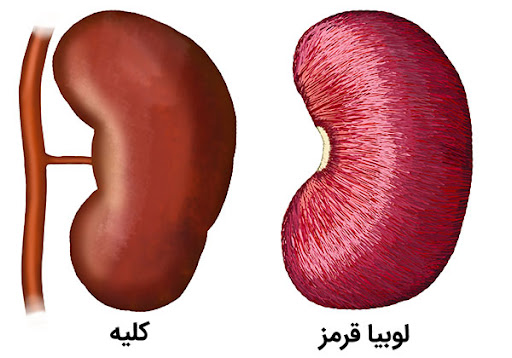 فواید لوبیا قرمز برای بهبود عملکرد کلیه