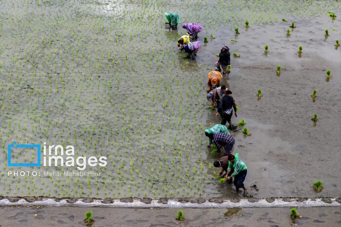 ذخیره آب سدسفیدرود افزایش یافت