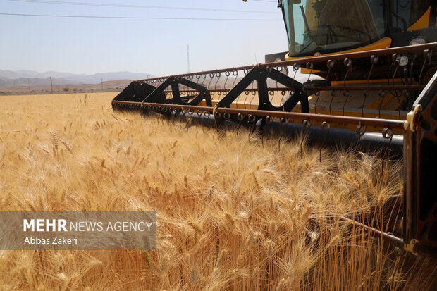 نرخ خرید تضمینی گندم سال جدید تا پایان خرداد تعیین می‌شود