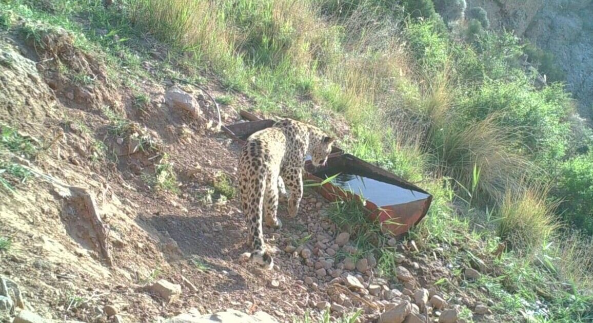 تصویربرداری از یک قلاده پلنگ در این شهر