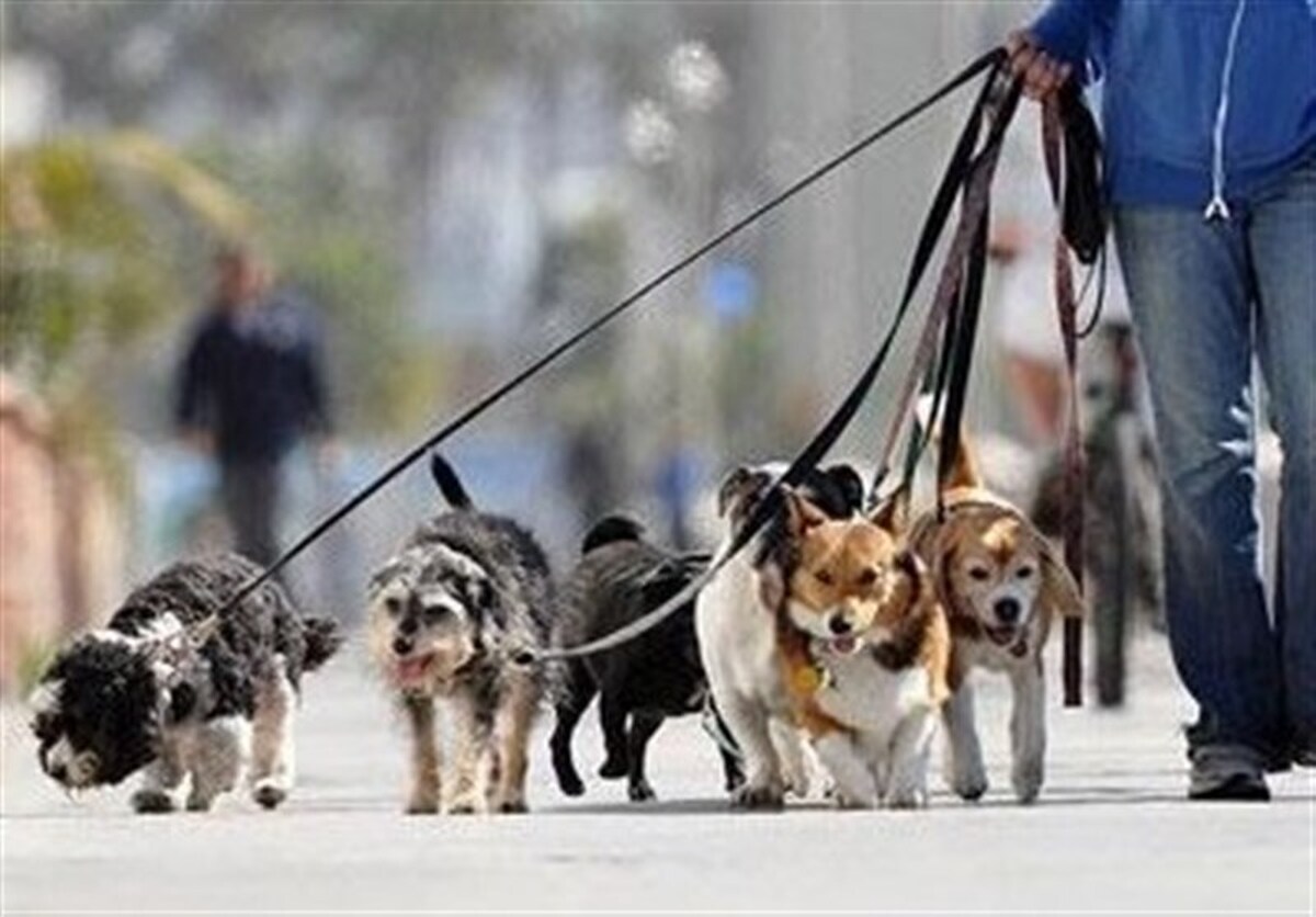 اینفوگرافیک | سگ‌گردانی در کدام استان‌ها ممنوع شد؟