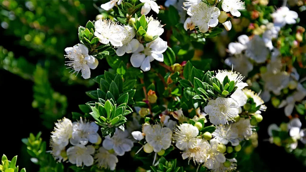 معجزه طبیعت برای درمان، زیبایی و سلامت بدن