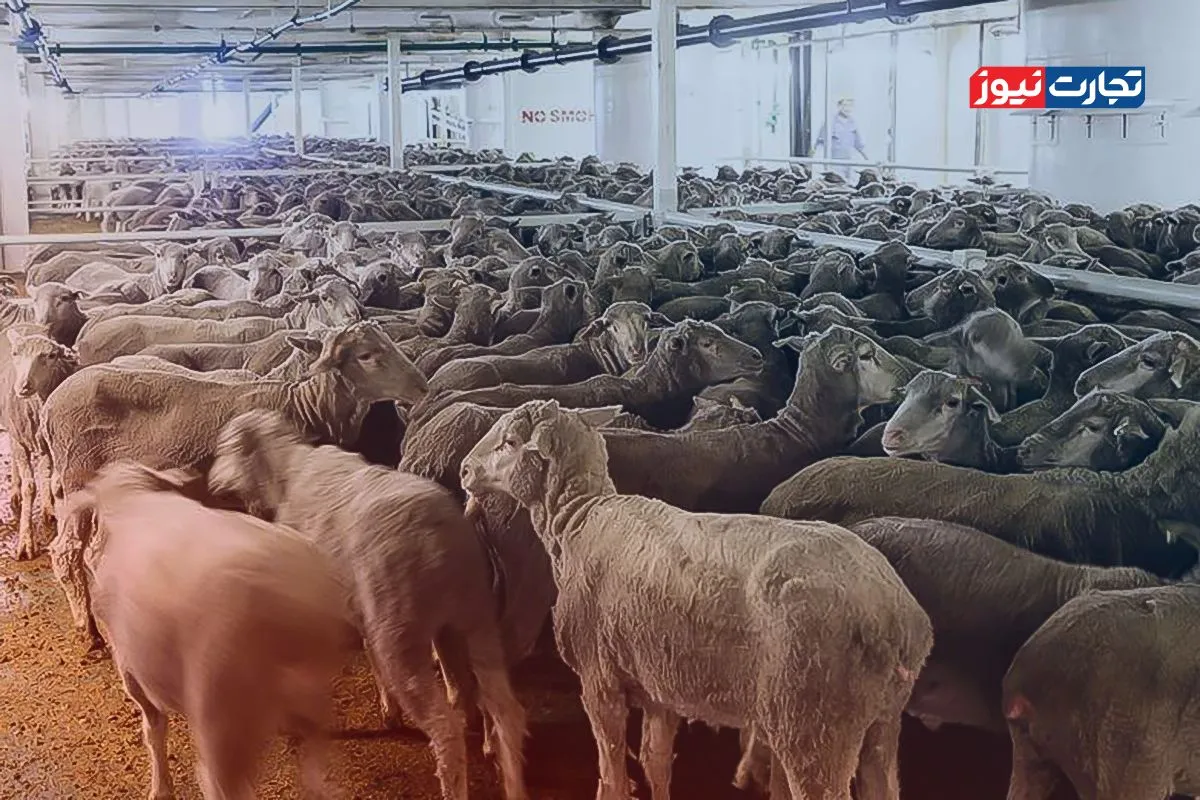 قیمت دام زنده ۲۶ تیر ۱۴۰۴ + جدول