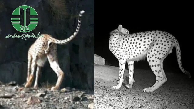 جنسیت ۲ یوز آسیایی در توران مشخص شد