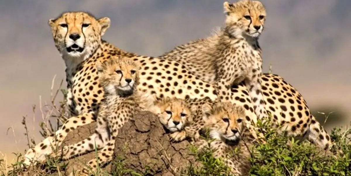 محیط زیست: یوزپلنگ ایرانی وضعیت خوبی ندارد و در لبه انقراض است