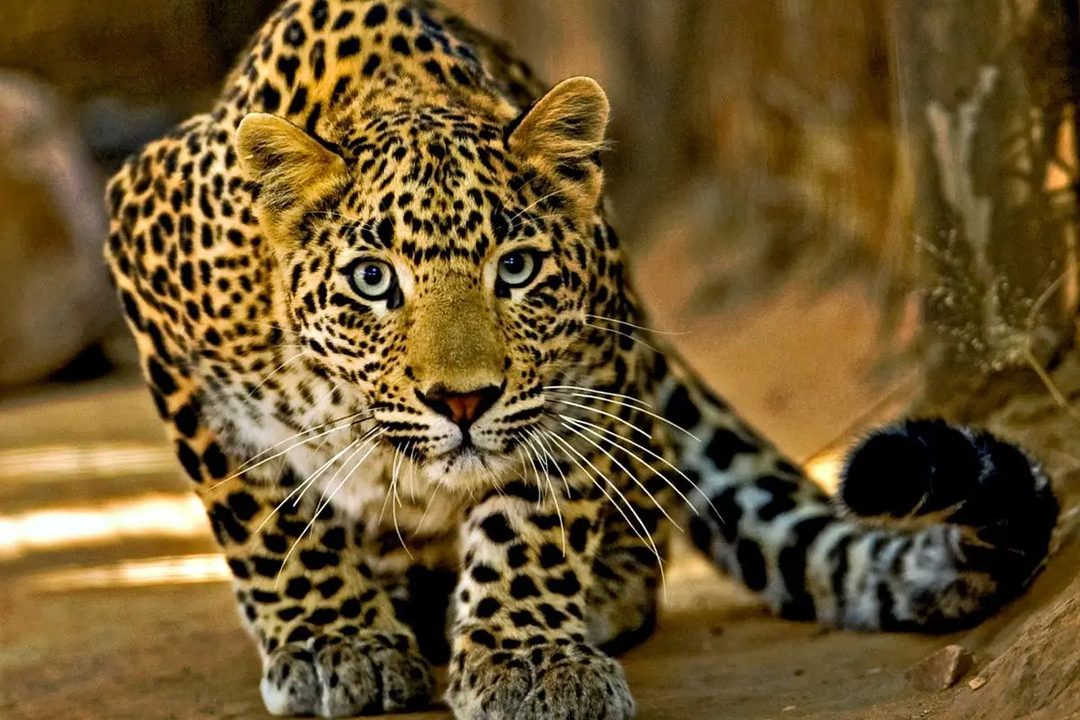 پلنگ ایرانی در جنگل‌های هیرکانی املش