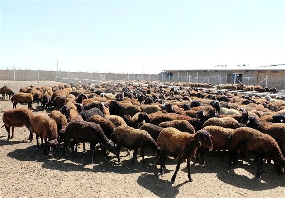 قیمت دام زنده؛ امروز 20 شهریور 1404 + جدول