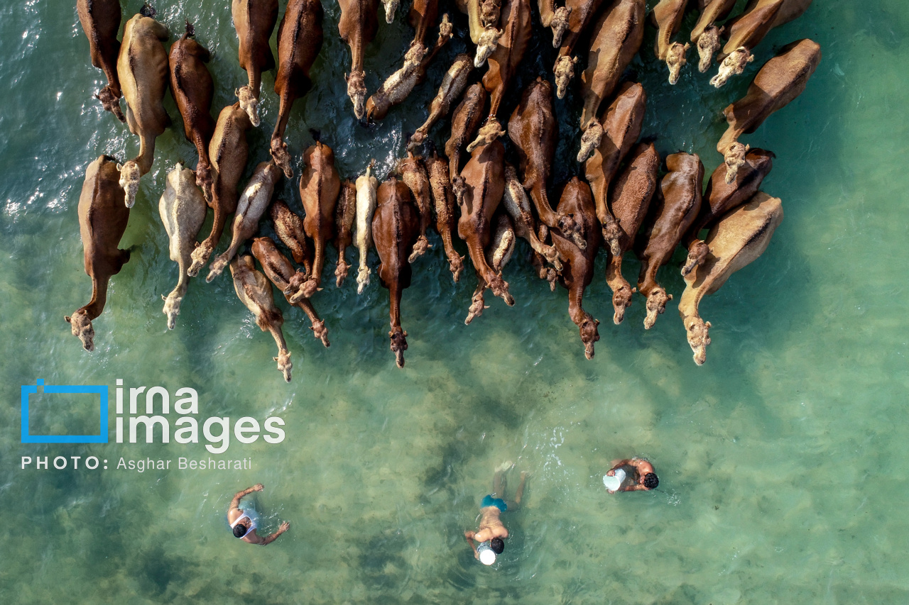 تصاویر| روستای «سهیلی» جزیره قشم ثبت جهانی شد