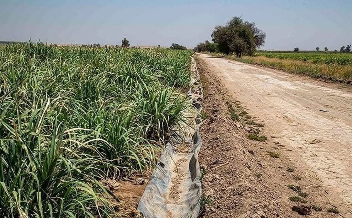 مزارع هفت‌تپه را در آستانه خشکی قرار گرفت