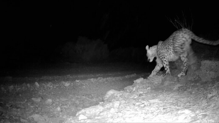 ثبت حضور ۳ پلنگ ایرانی در پناهگاه حیات‌وحش عباس‌آباد توسط دوربین تله‌ای