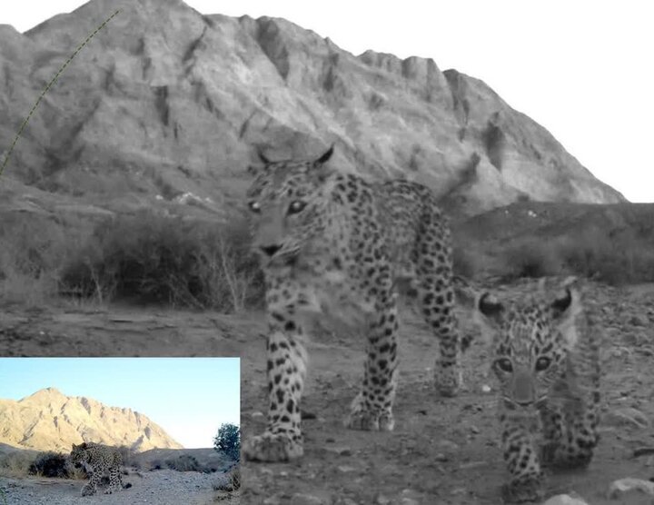 ثبت حضور ۳ پلنگ ایرانی در پناهگاه حیات‌وحش عباس‌آباد توسط دوربین تله‌ای