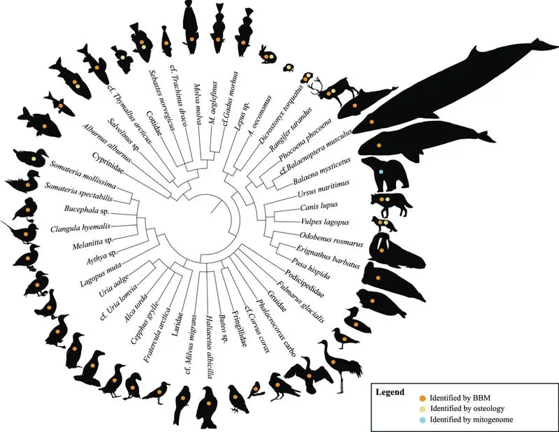 ۴۶ حیوان عصر یخبندان در غار شمال نروژ کشف شد!