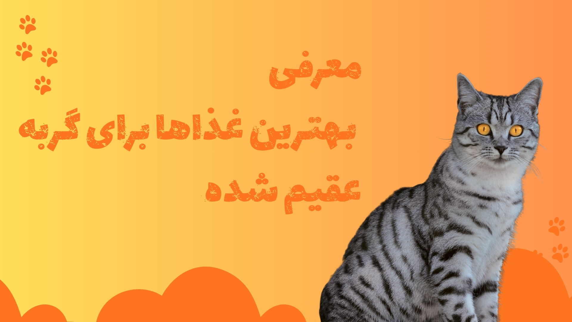 معرفی بهترین غذا برای گربه عقیم شده