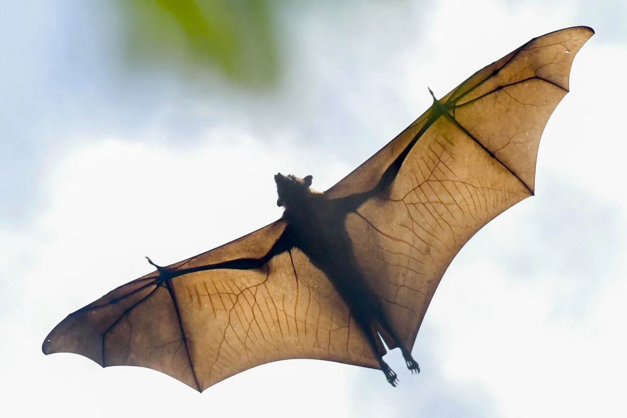 کدام حیوانات نماد مرگ و حیات بعد از مرگ هستند؟