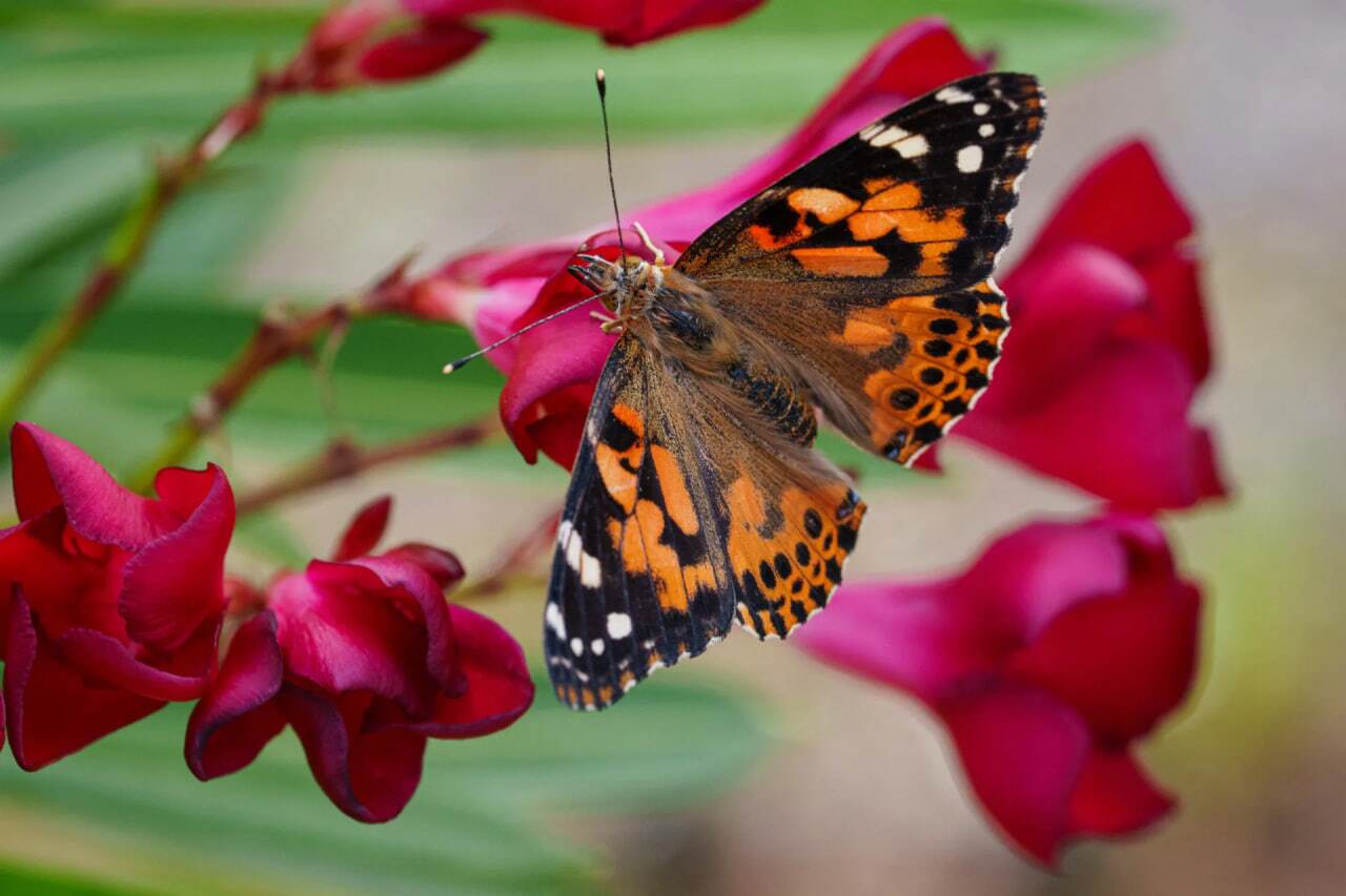 کدام حیوانات نماد مرگ و حیات بعد از مرگ هستند؟