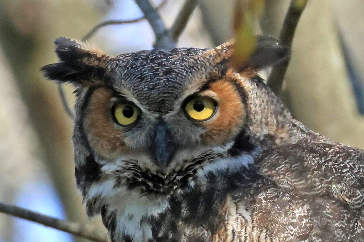 کدام حیوانات نماد مرگ و حیات بعد از مرگ هستند؟