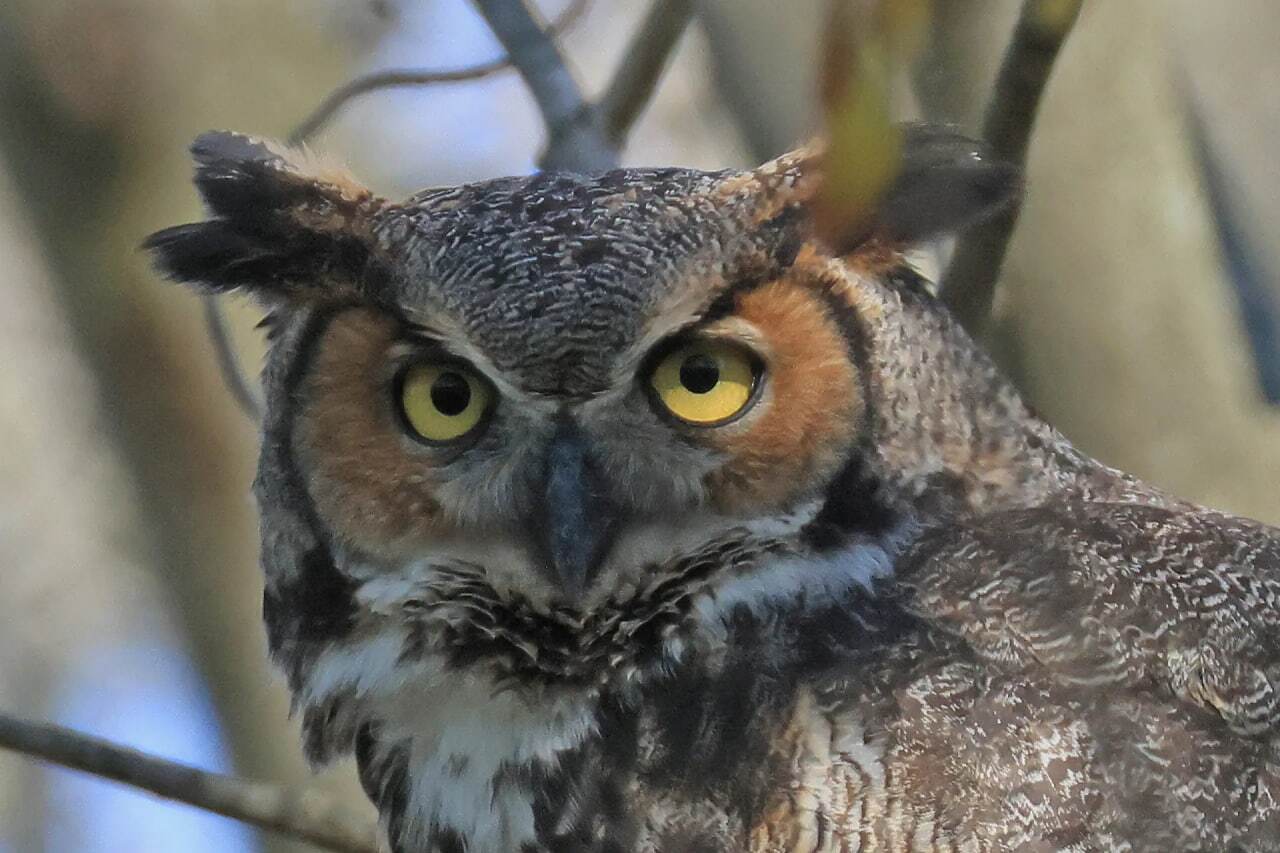 کدام حیوانات نماد مرگ و حیات بعد از مرگ هستند؟