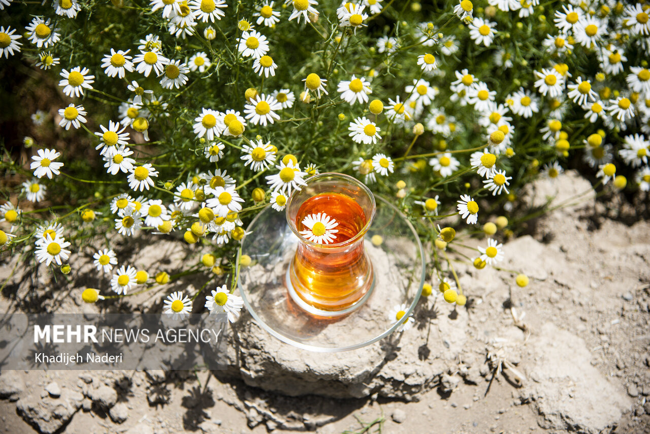 کاهش طبیعی فشار خون بالا با ۷ چای گیاهی