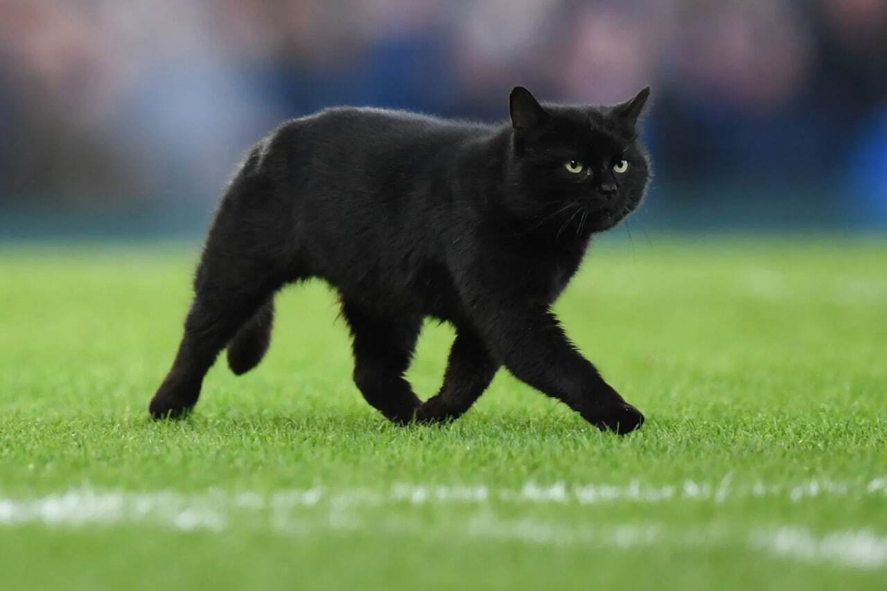 کدام حیوانات نماد مرگ و حیات بعد از مرگ هستند؟