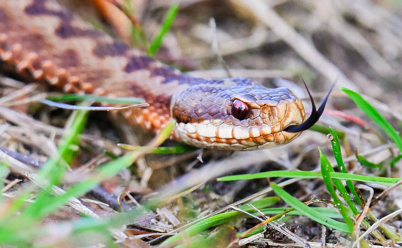 کدام حیوانات نماد مرگ و حیات بعد از مرگ هستند؟