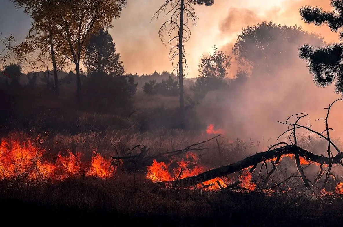 هشدار دادستان گلستان: هیچ بی‌احتیاطی در جنگل هیرکانی بدون مجازات نمی‌ماند