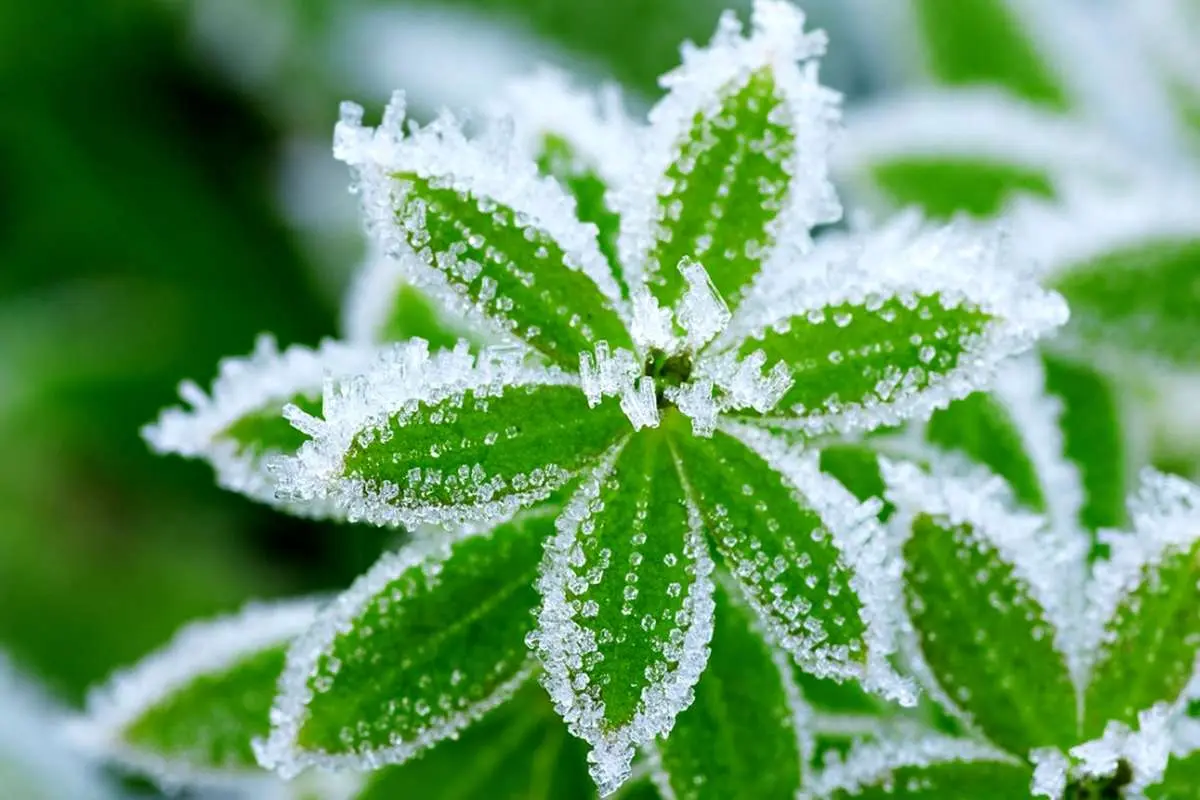 سرمای شدید در انتظار شمال کشور