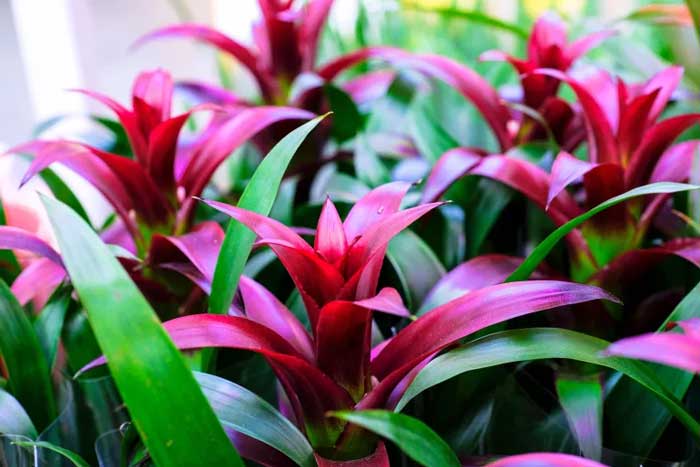BROMELIADS