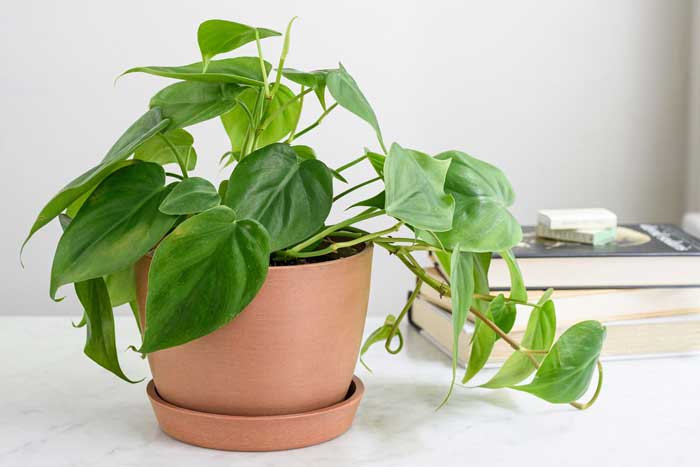 گل شیپوری پیچی (Philodendron)
