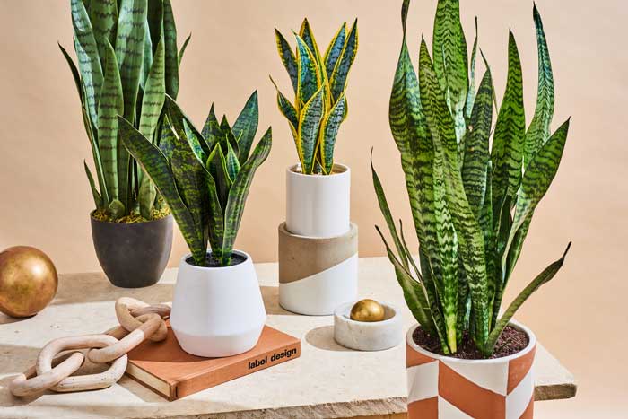 گیاه مار یا SANSEVIERIA