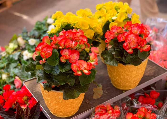 بهترین گیاه خانگی برای اتاق نشیمن
