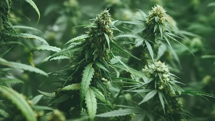 «گل»؛ خطری فراتر از اعتیاد، بحران امنیتی در خانواده